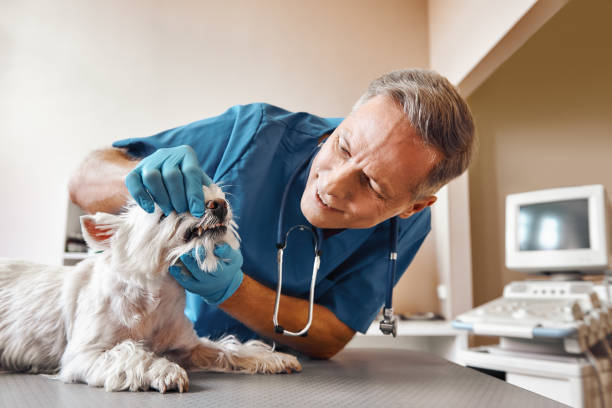 Best Same-Day Emergency Dental Services in Moundridge, KS